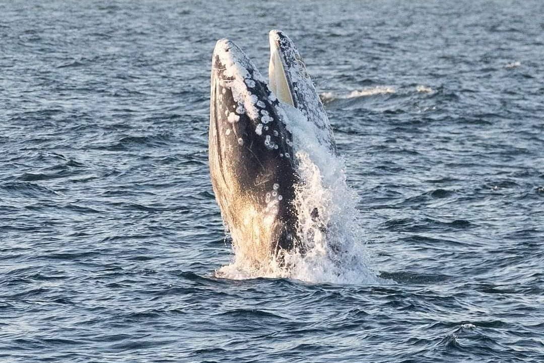 Rejs z obserwacją wielorybów