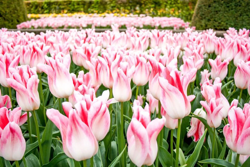 tulips