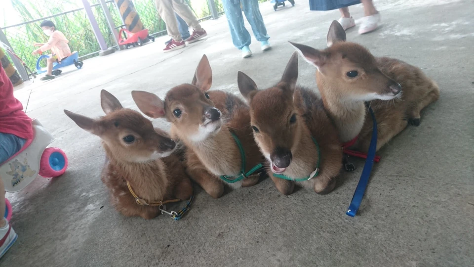 Four young deer wearing harnesses rest on a concrete floor, with people standing in the background.