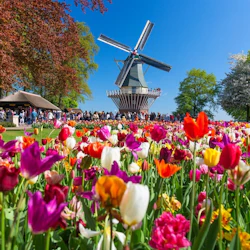 Keukenhof: Entry + Roundtrip Bus Transfer from Amsterdam Schiphol Airport 3