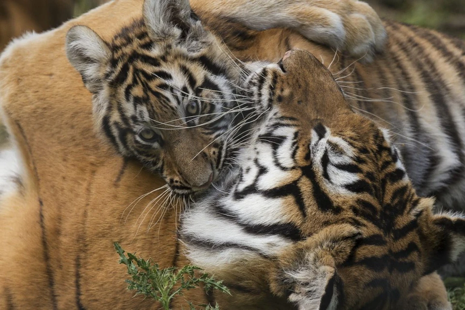 Tigers