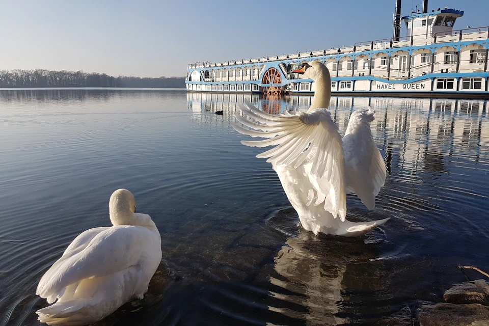 Havel Queen