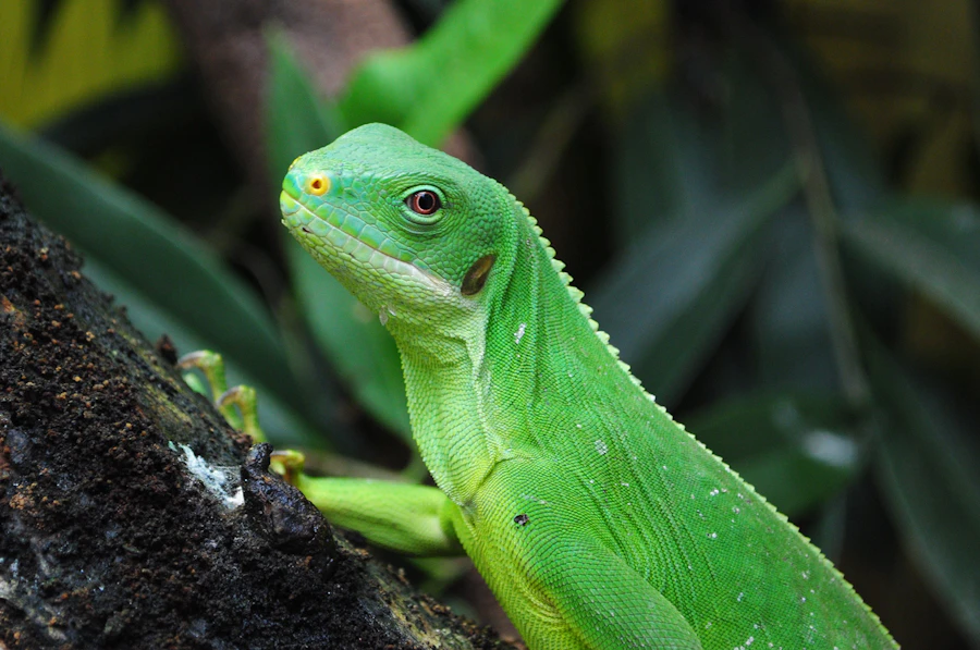 ZooParc de Beauval à Saint-Aignan