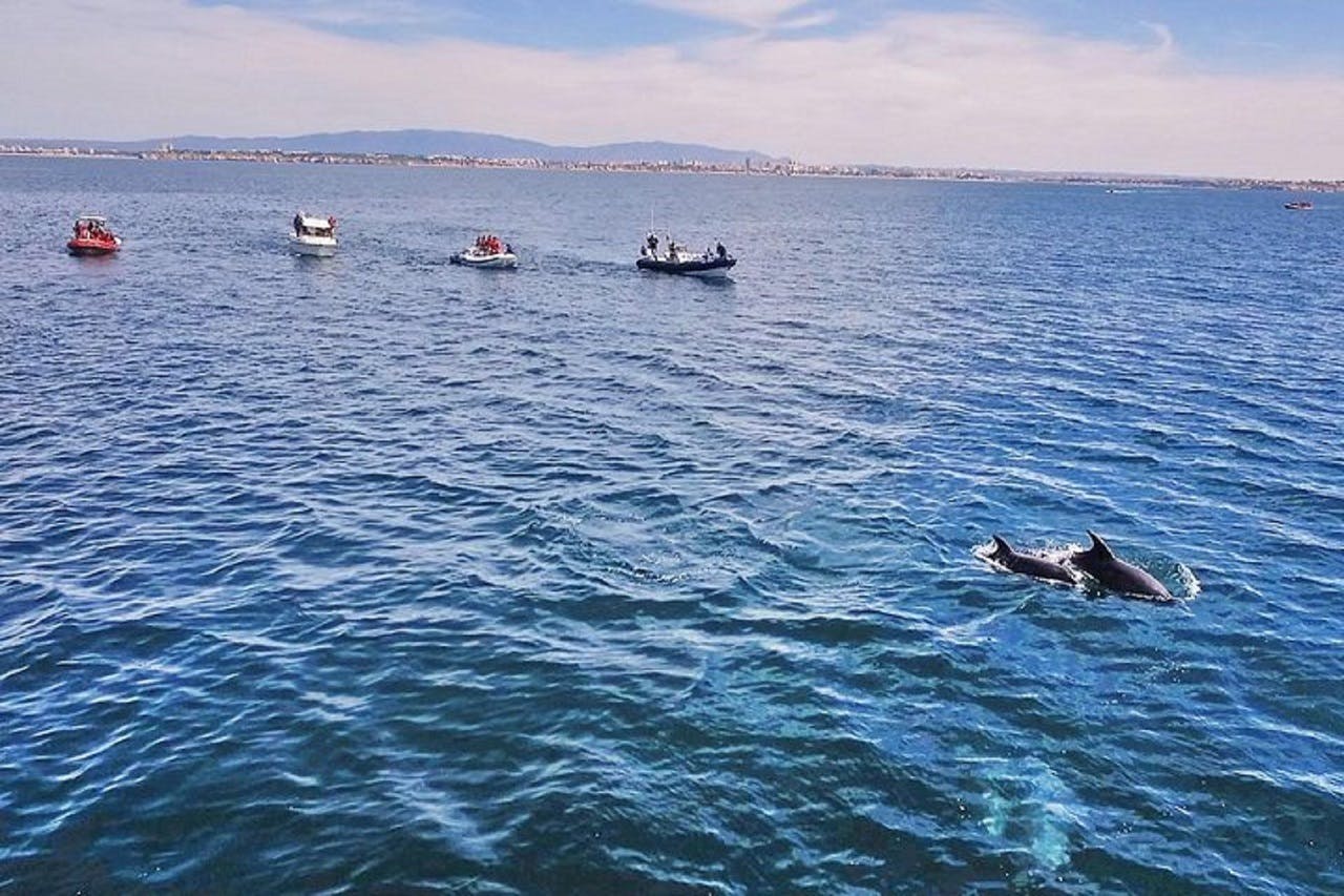 Four small boats on a calm ocean, people onboard observing a dolphin swimming near the surface, with a distant shoreline and mountains.