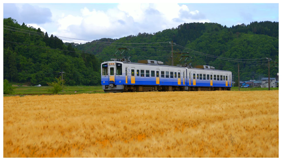 A blue and white train traveling through a rural landscape with a golden wheat field and green hills in the background.