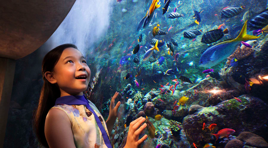 Child looking through aquarium glass at fish in Dubai Mall