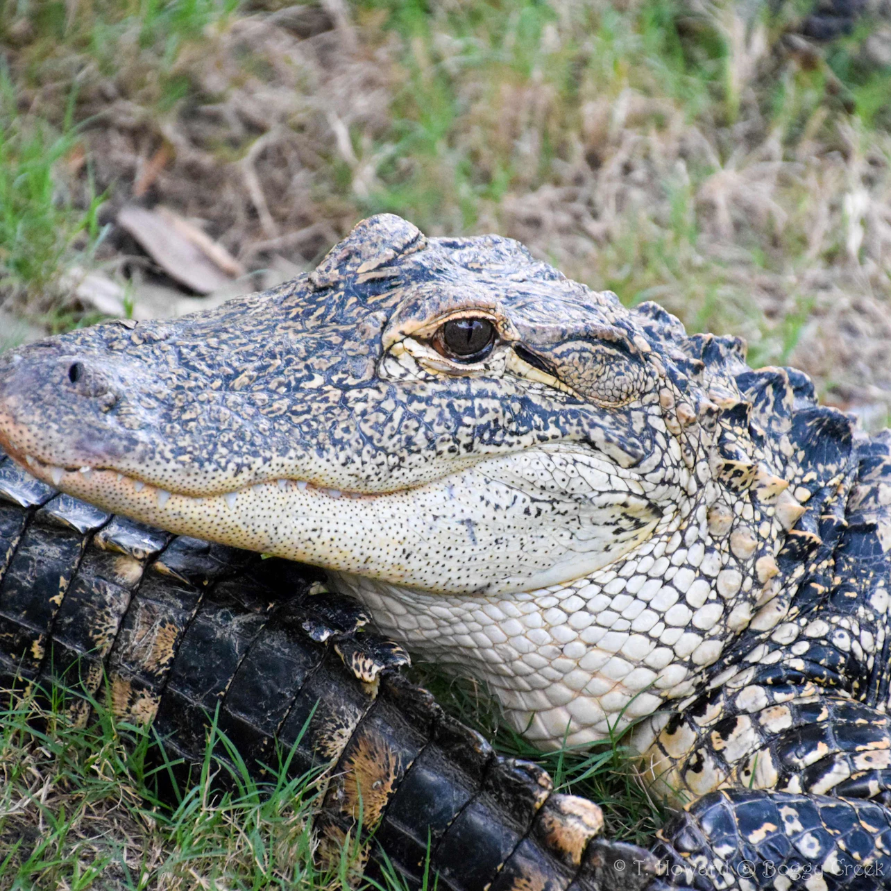 Kissimmee: 1-Hr Boggy Creek Everglades Airboat Tour in Kissimmee β Tiqets