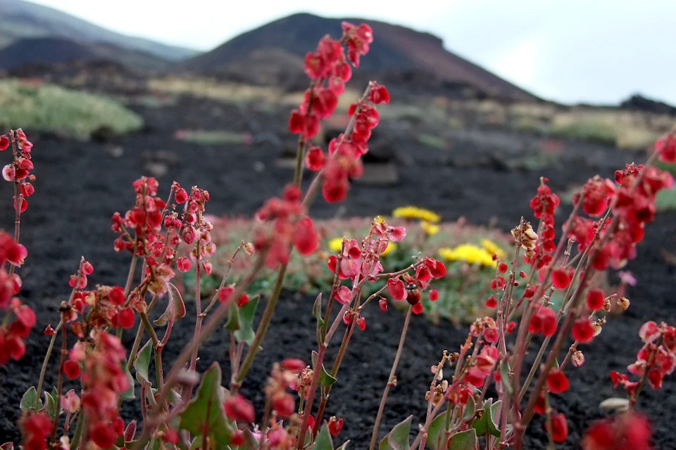 Rumex scutatus aetnensis