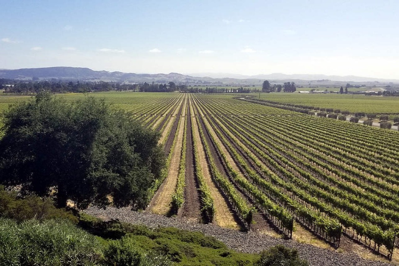 Região vinícola: Excursão de meio dia saindo de São Francisco - Acomodações em São Francisco