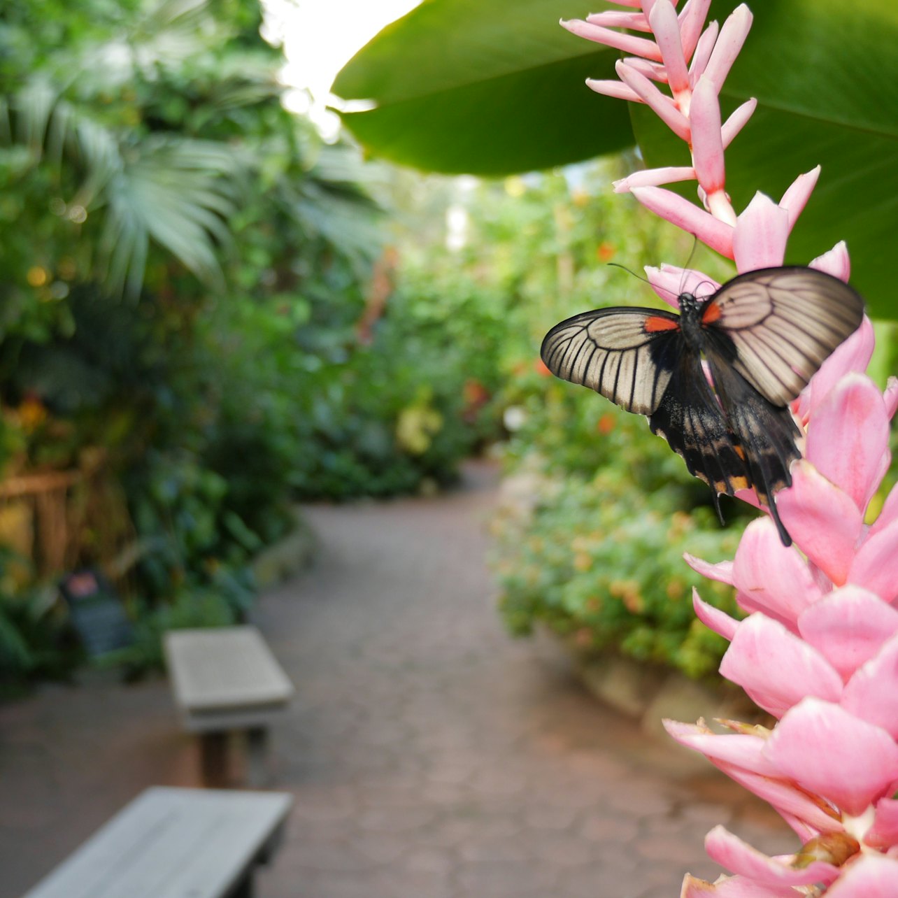Victoria Butterfly Gardens - Accommodations in Victoria