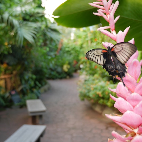 Jardines de mariposas de Victoria: Sin colas