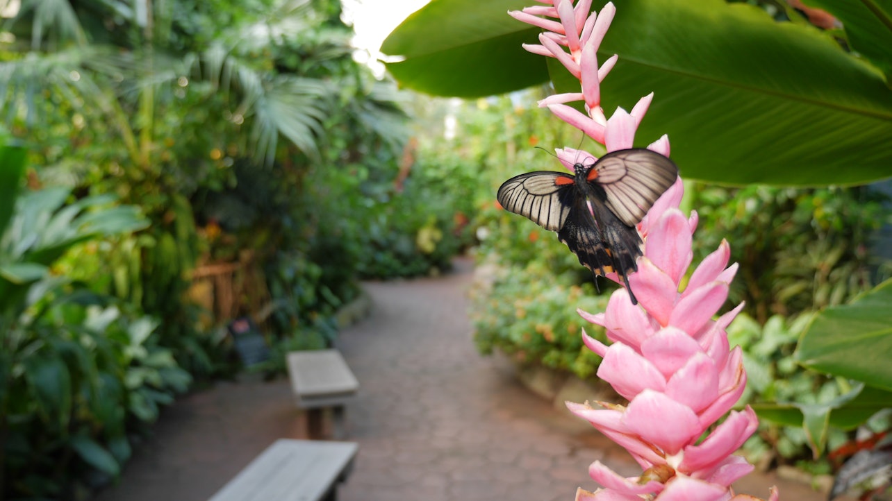 Jardines de mariposas de Victoria: Sin colas - Alojamientos en Victoria