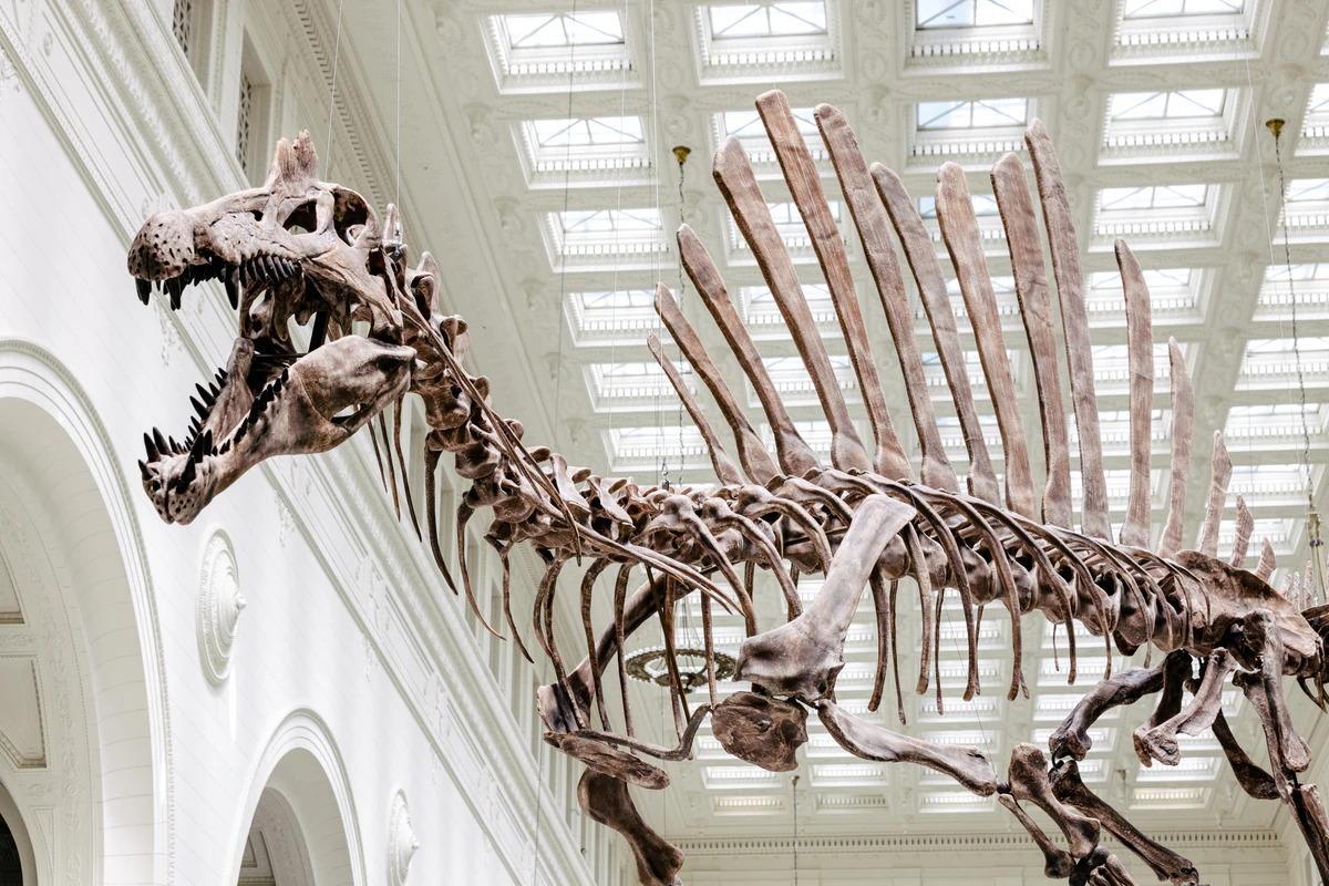 Exposici n SPINOSAURUS The Field Museum Of Natural History Tiqets exposici-n-spinosaurus-the-field-museum-of-natural-history-tiqets