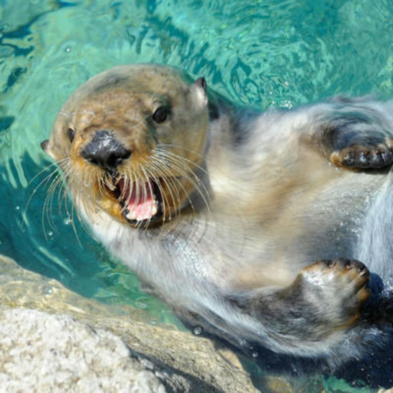 Mořská vydra plovoucí na zádech v průzračné modré vodě ukazuje zuby s viditelnými vousy.