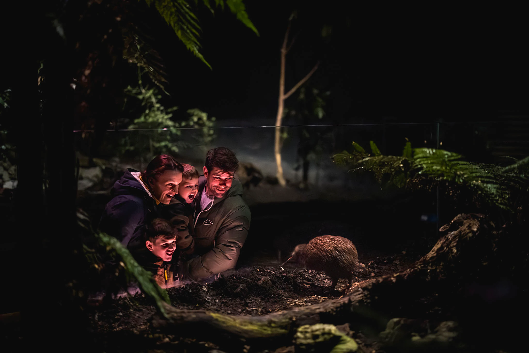 Kiwi Park Queenstown: Admission Ticket