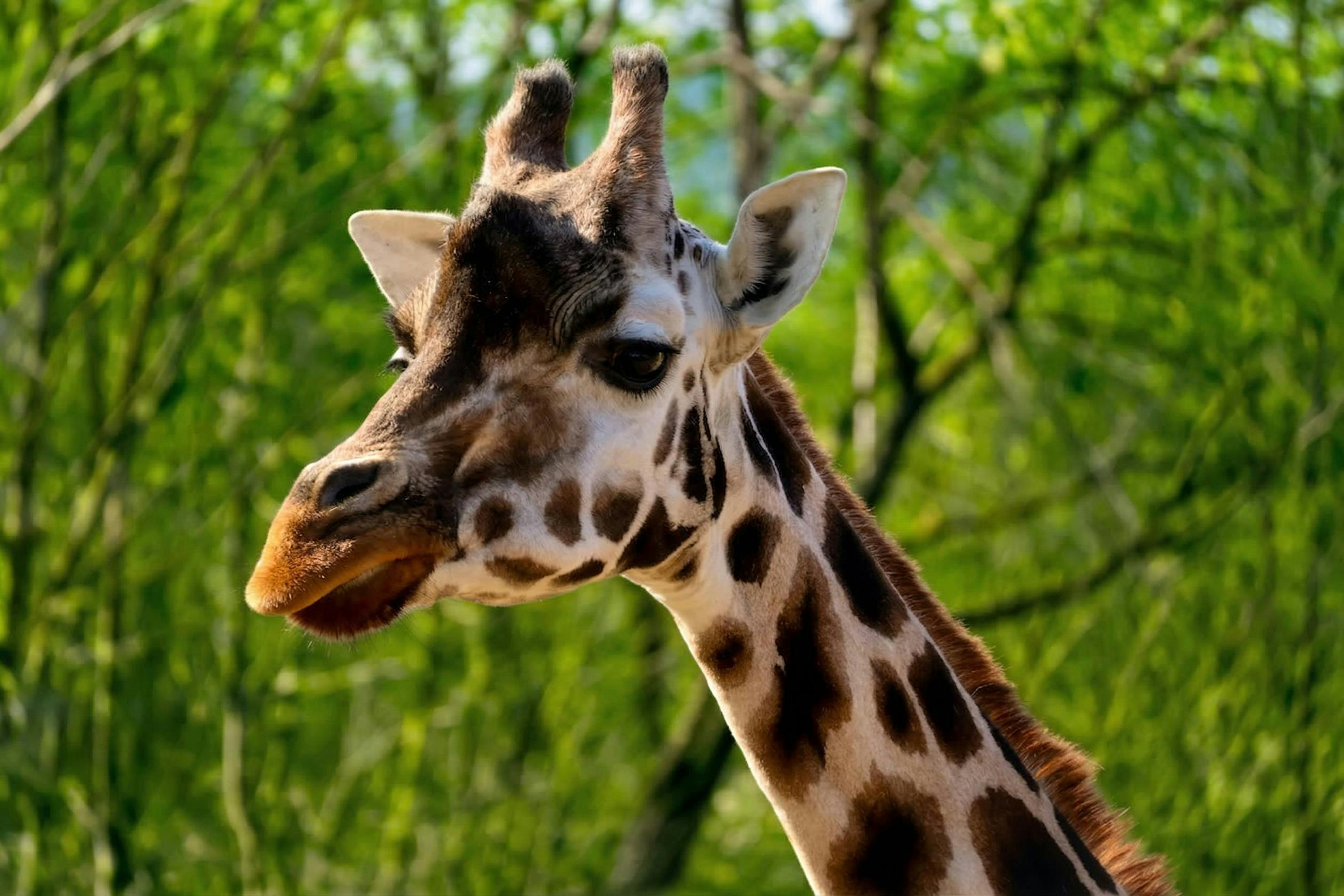 Nærbillede af en girafs hoved og hals med en sløret grøn skovbaggrund.