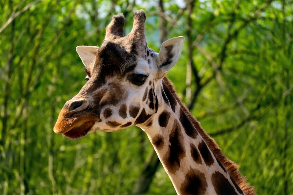 Close-up of a giraffe's head and neck with a blurred green forest background.