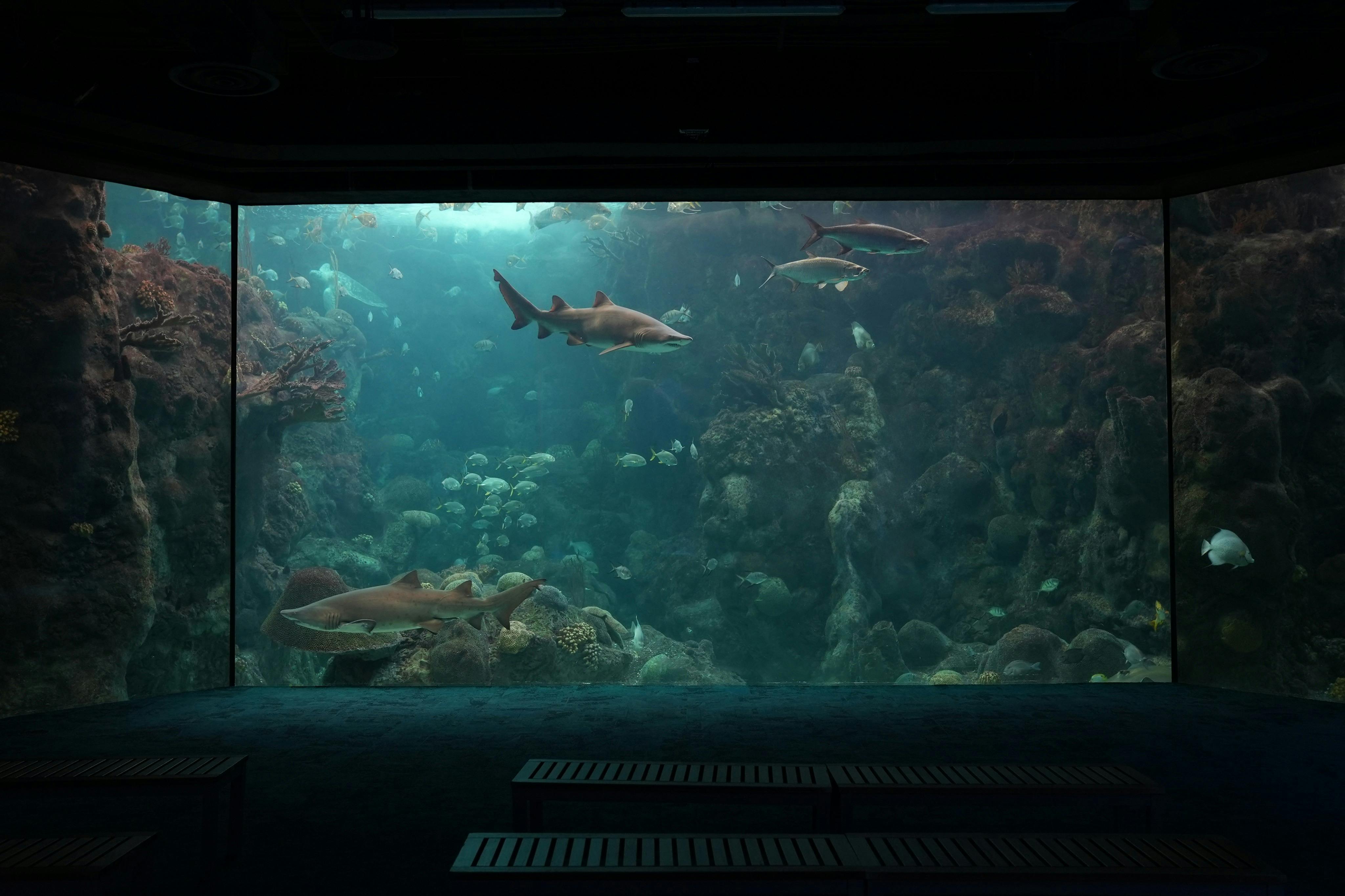 Grand aquarium avec requins, poissons et coraux visibles depuis une salle obscure équipée de bancs.