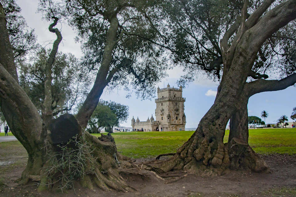 Historic stone tower viewed through two large, gnarled trees with lush green grass and several people in the background.