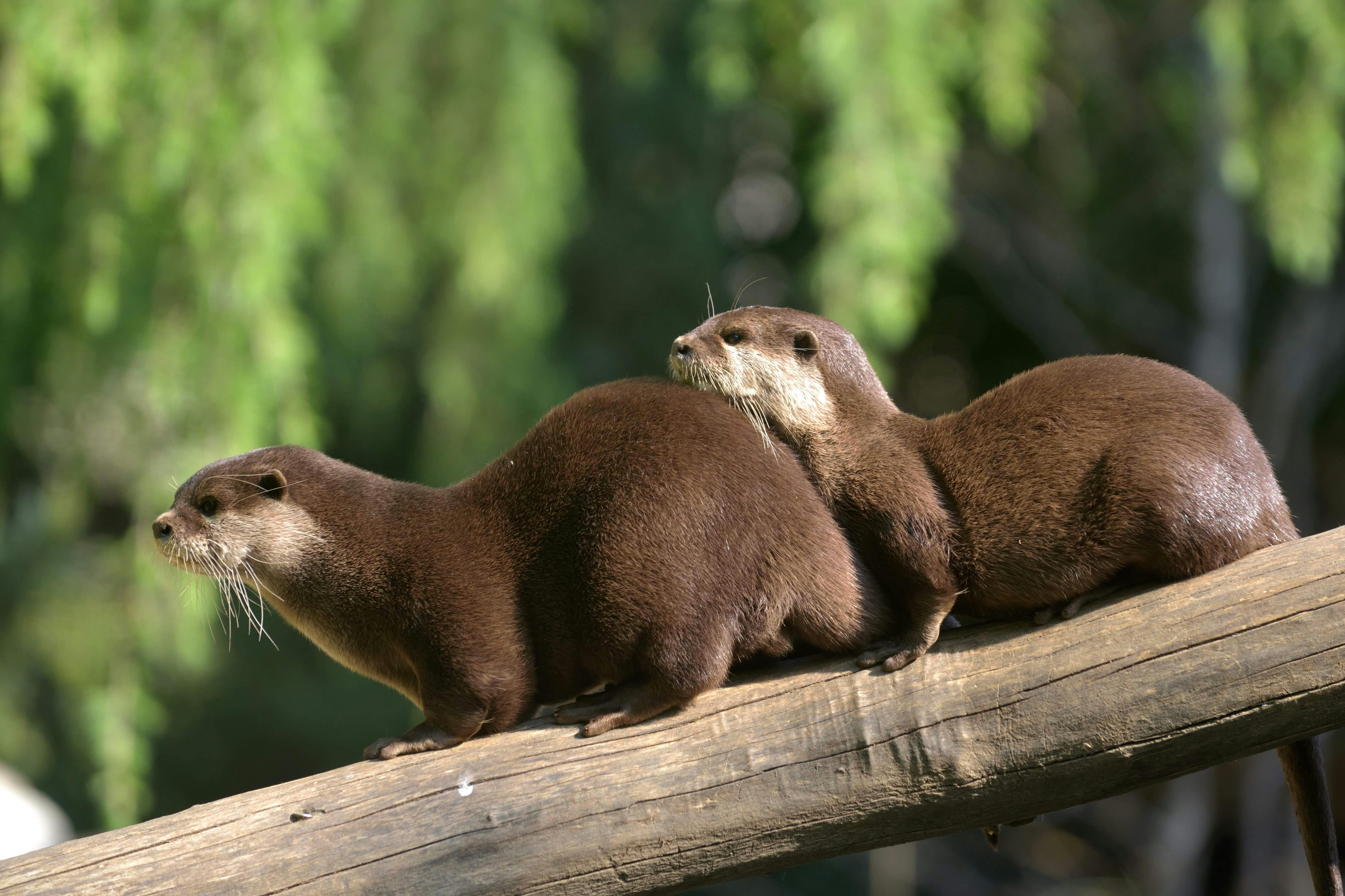 两只水獭站在原木上，背景绿色模糊。