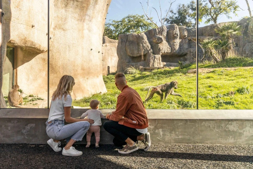 A family of three observes a baboon in a zoo exhibit with naturalistic rock formations and grass through a glass barrier.