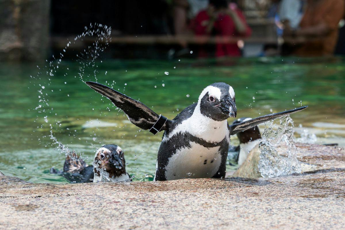 A penguin standing on a rock near water, with other penguins and splashes around it in a greenish pool setting.