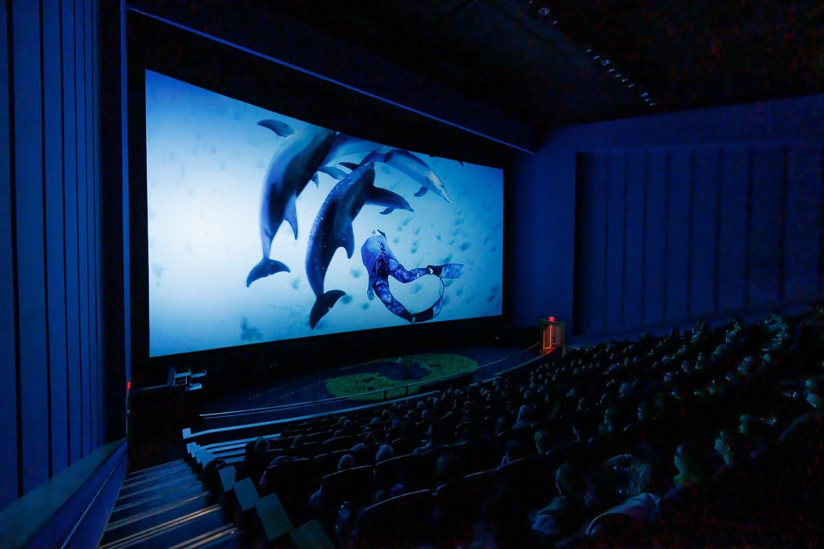 Call of the Dolphins 3D