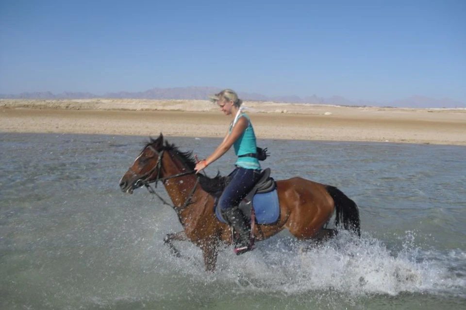 Swimming with horses