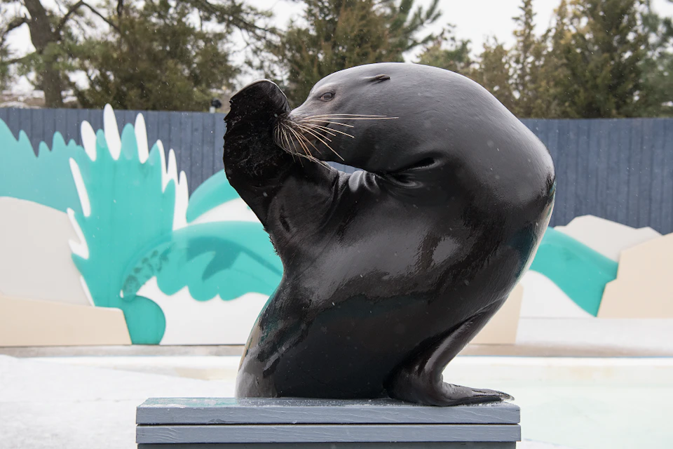 A sea lion with its flipper raised, seemingly posing, in front of a painted mural and trees in the background.