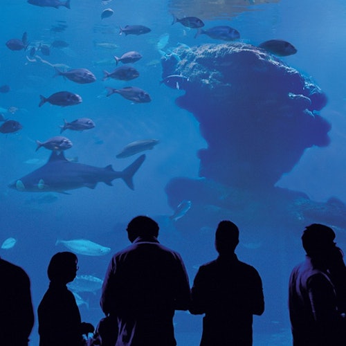 Palma Aquarium: Entrada sin colas