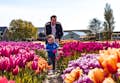 Divertir-se em um campo de tulipas especial