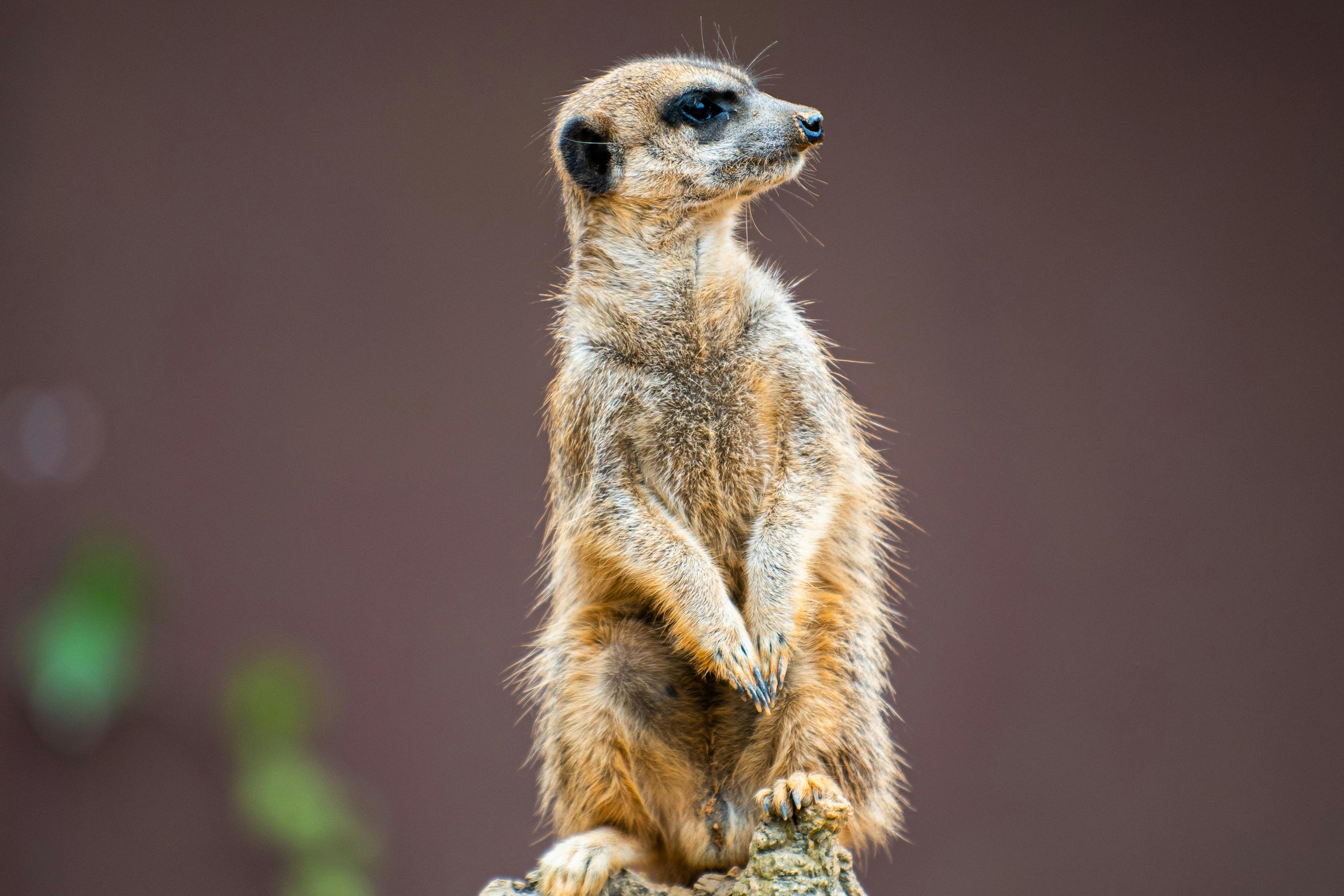 Meerkat