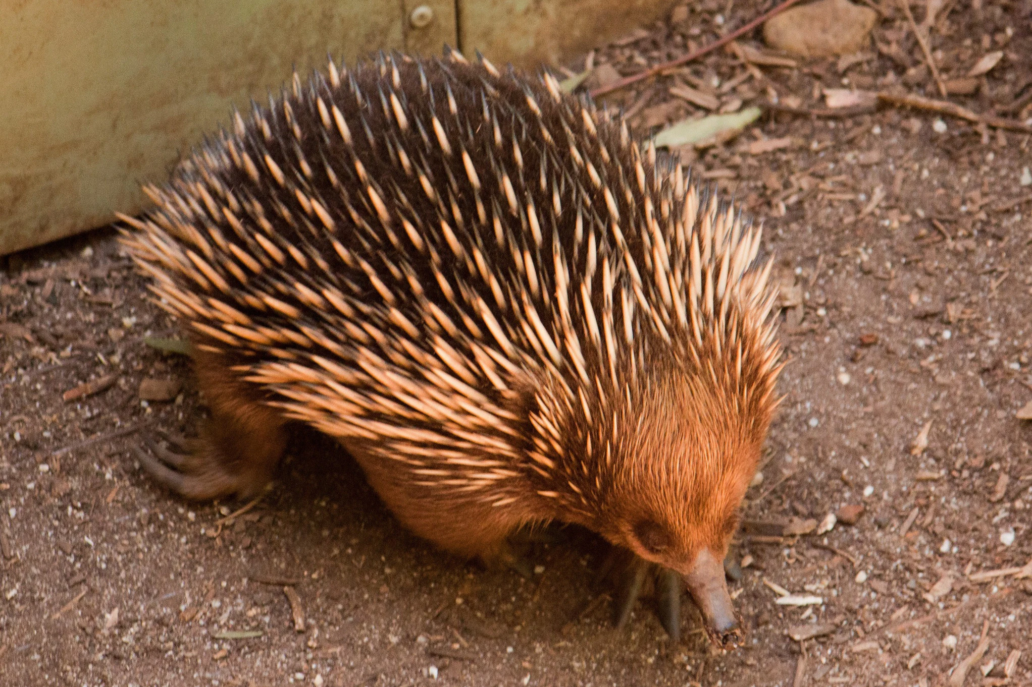 Scenic Bus Tour from Melbourne with Puffing Billy & Healesville Sanctuary