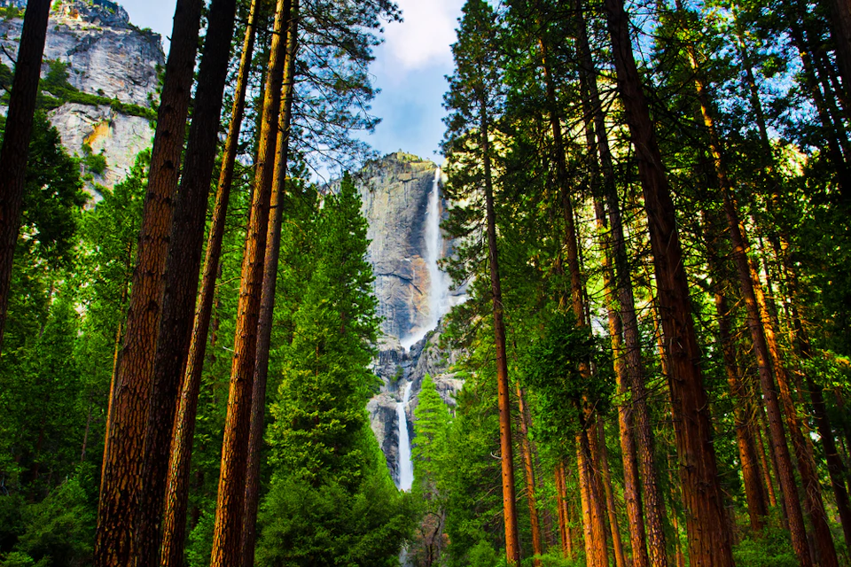 A waterfall cascades down a cliff, framed by tall pine trees in a dense forest.