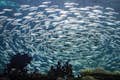 Falsos sardineros en los bajos de los arrecifes de coral