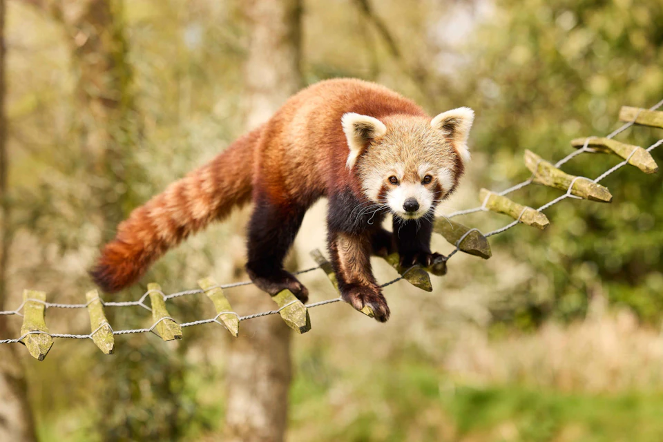 Red panda