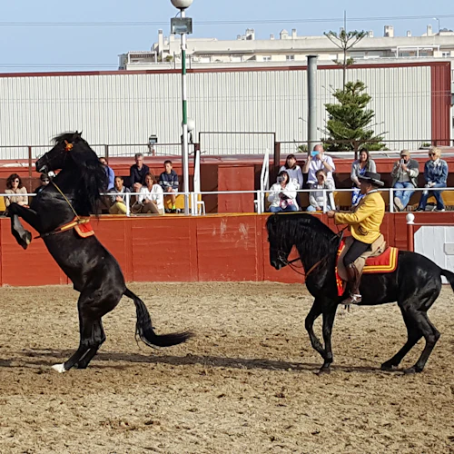 Las Lagunas de Mijas: Espetáculo equestre noturno + Transfer do hotel - Photo 4
