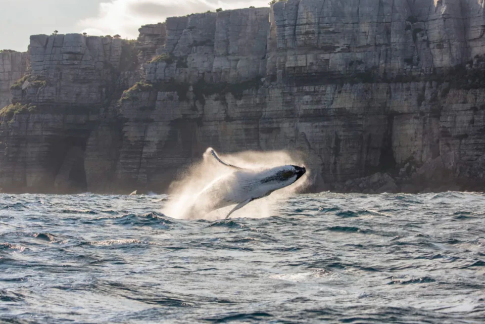 A whale breaching out of the ocean with cliffs in the background under a partly cloudy sky.