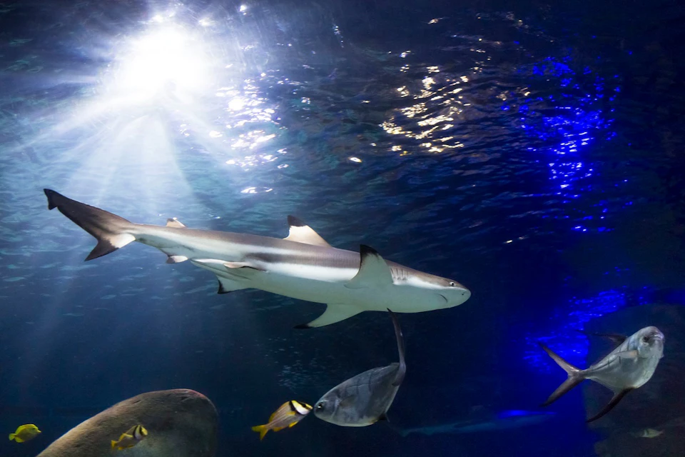 SEA LIFE