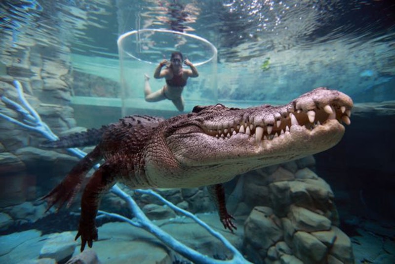 Crocosaurus Cove, Darwin Book Tickets, Tours More