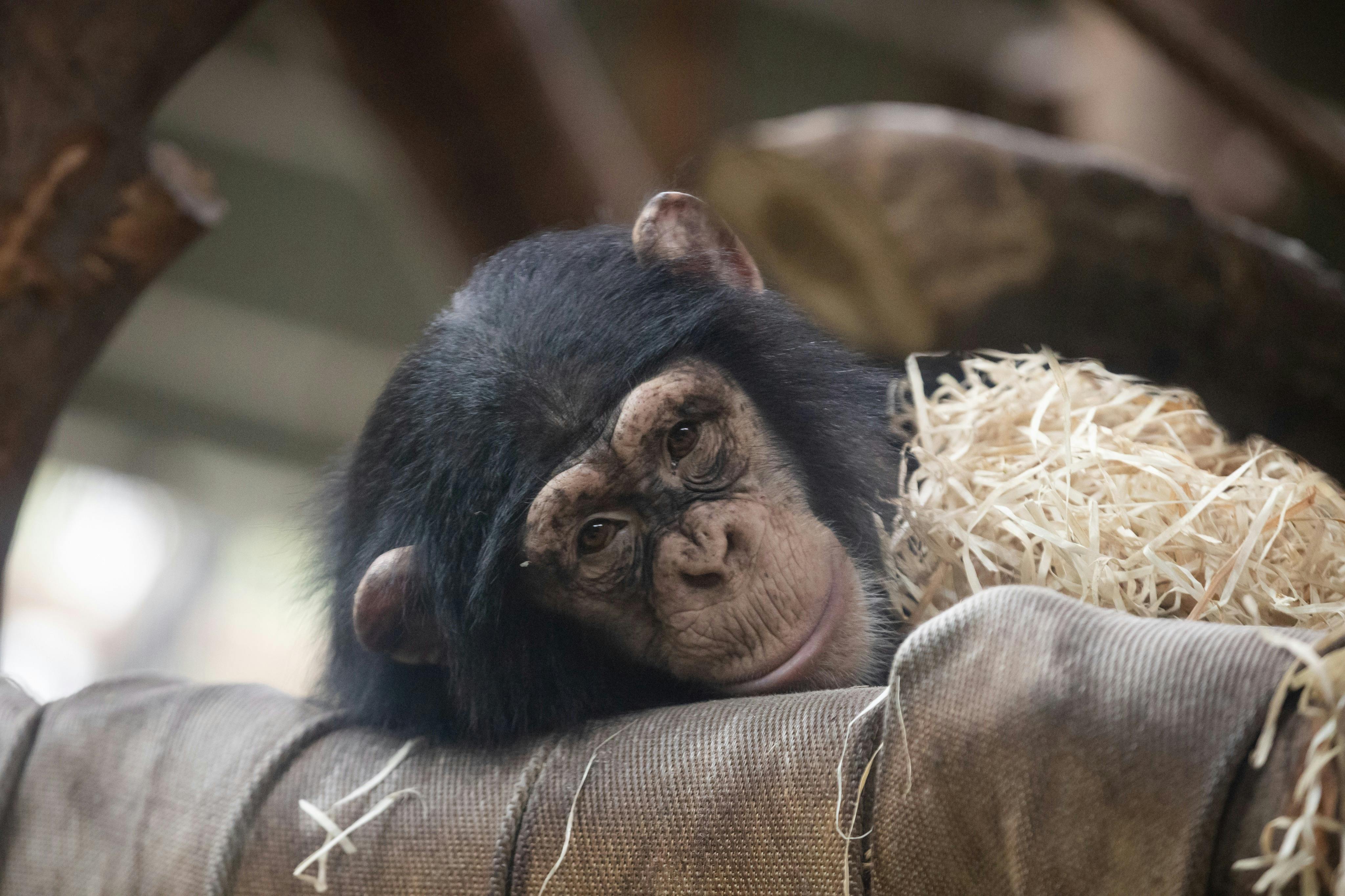 哥本哈根动物园