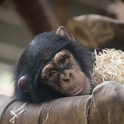 Zoológico de Copenhaga: bilhete sem filas - Photo 10