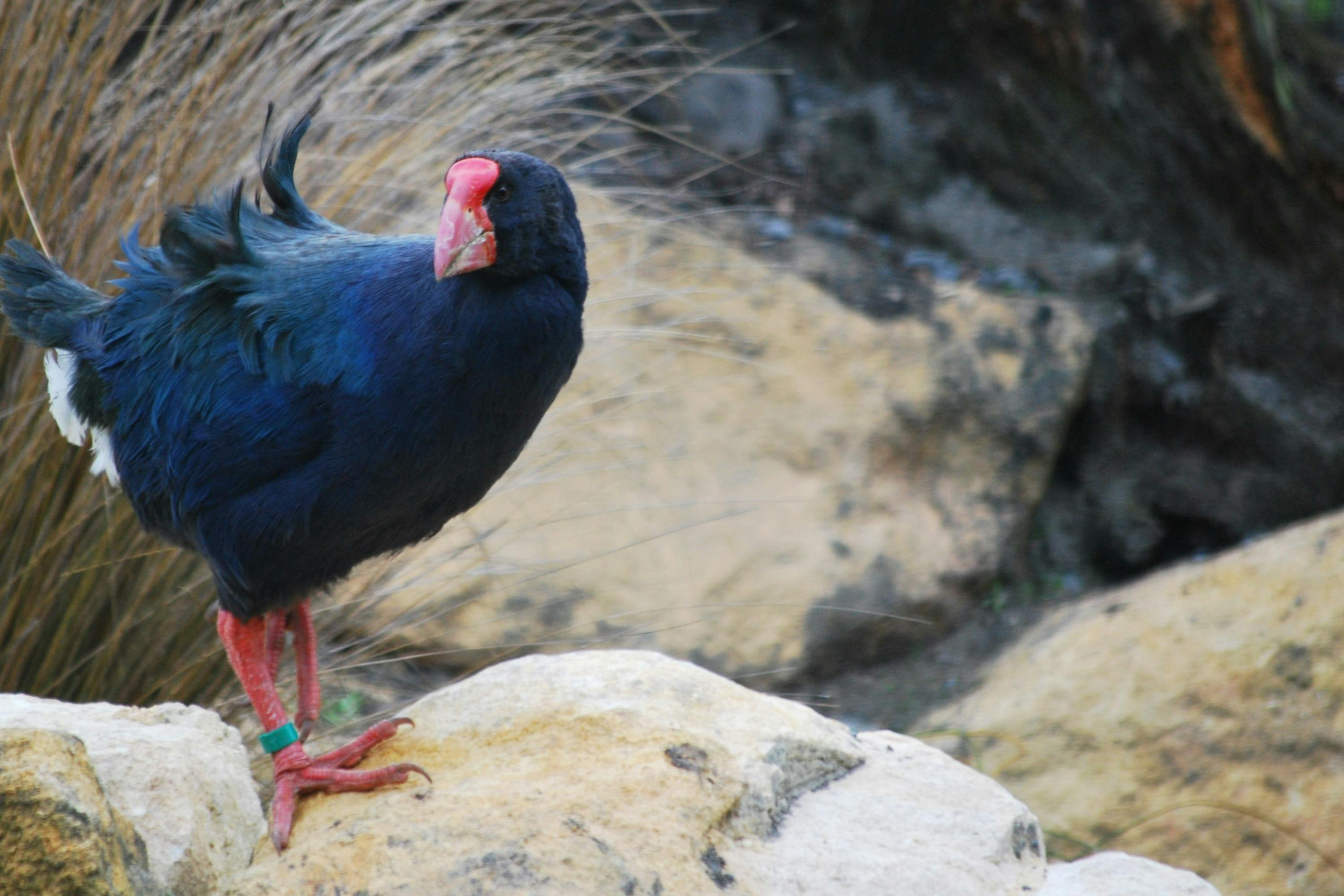Willowbank Wildlife Reserve: General Admission + Guided Native Tour
