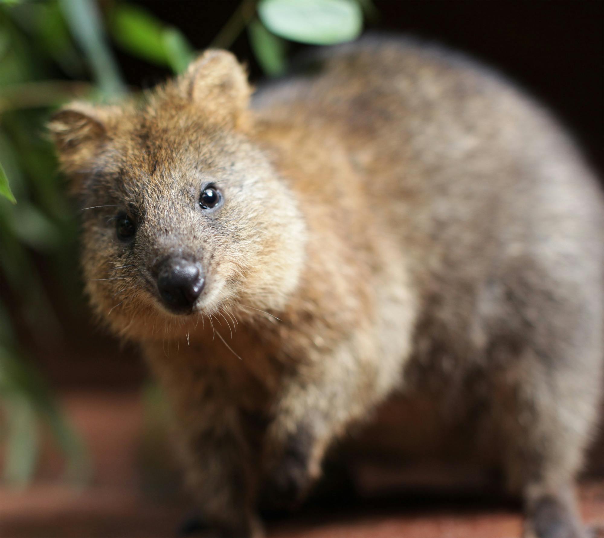 WILD LIFE Sydney Zoo Tiqets