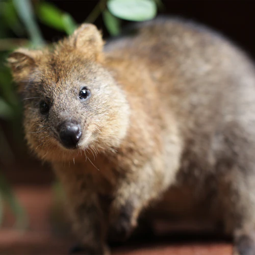 WILD LIFE Sydney Zoo: bilhete de entrada - Photo 3