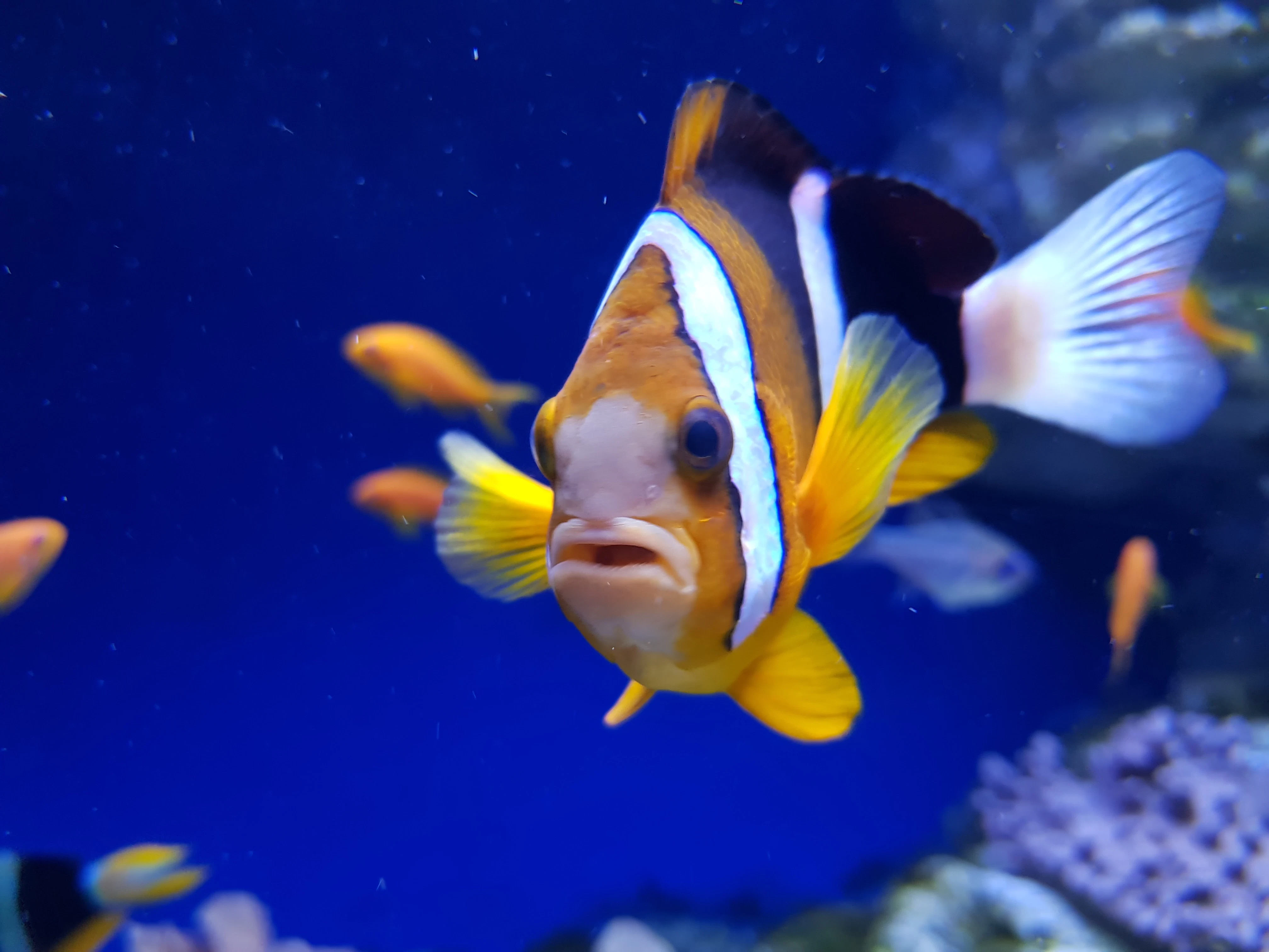 Acuario de Nápoles: Entrada