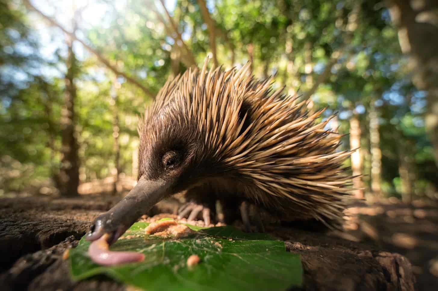 Australia Zoo: Fast Track Entry Ticket + Transfer from Sunshine Coast/Noosa