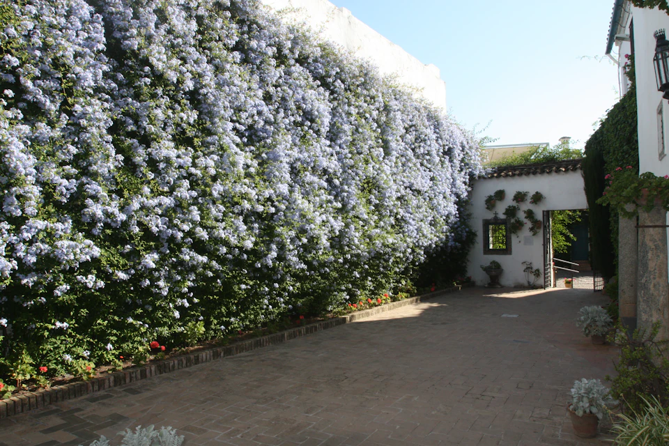 An outdoor courtyard with a large wall covered in purple-flowered vines and an archway with climbing plants.