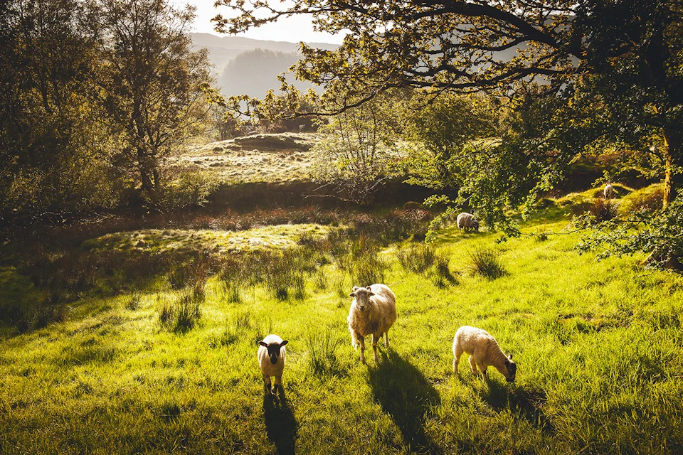 Windermere & the Lake District