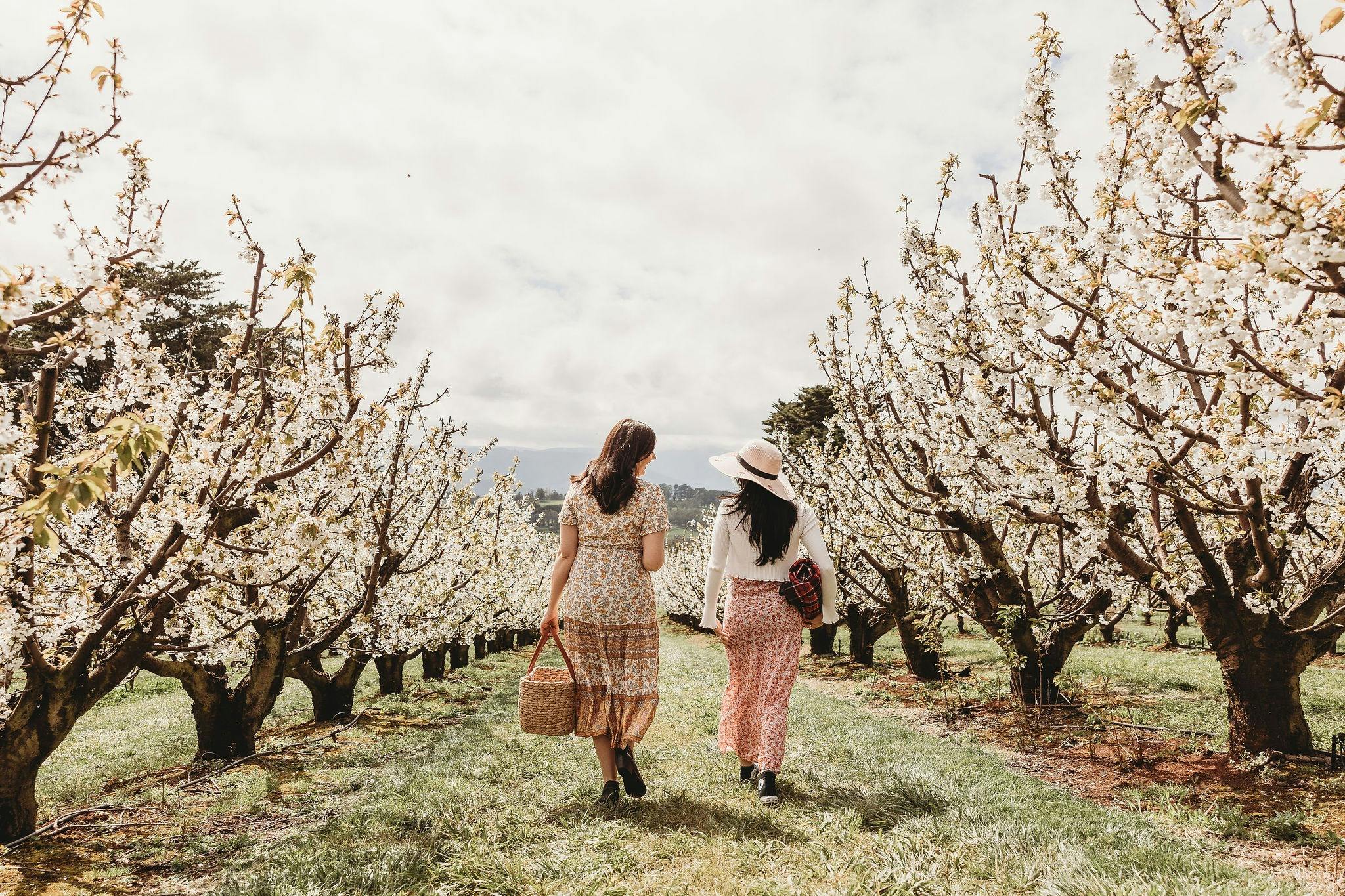 CherryHill Orchards: Blossom Festival